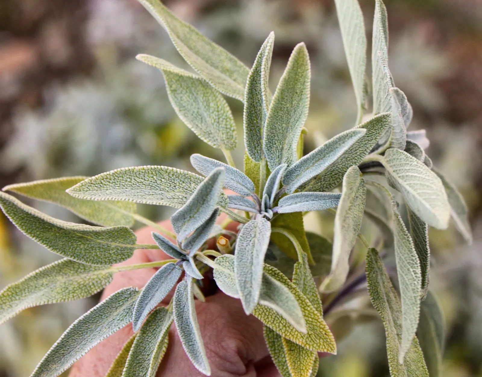 Chanterelles with Creamy Polenta and Sage