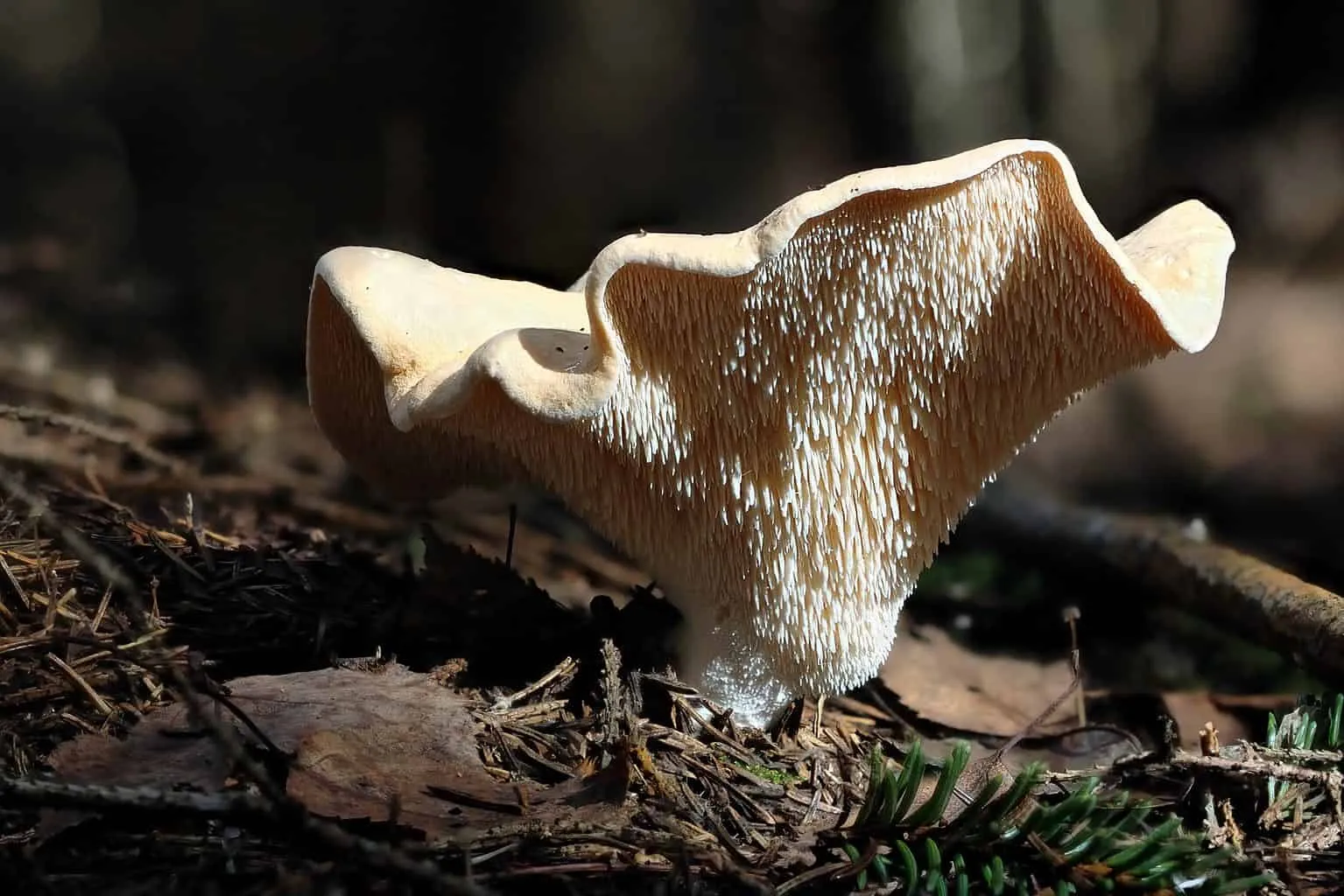 Giant Hedgehog Mushrooms a.k.a. Spreaders