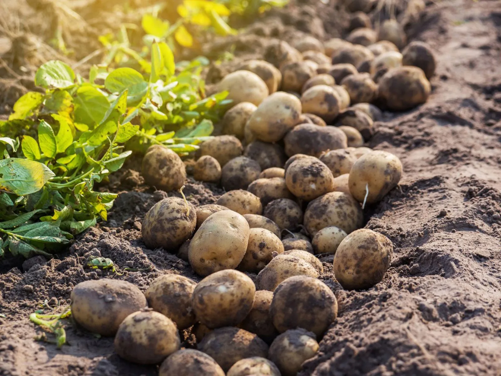 Harvest Potatoes with Herbs