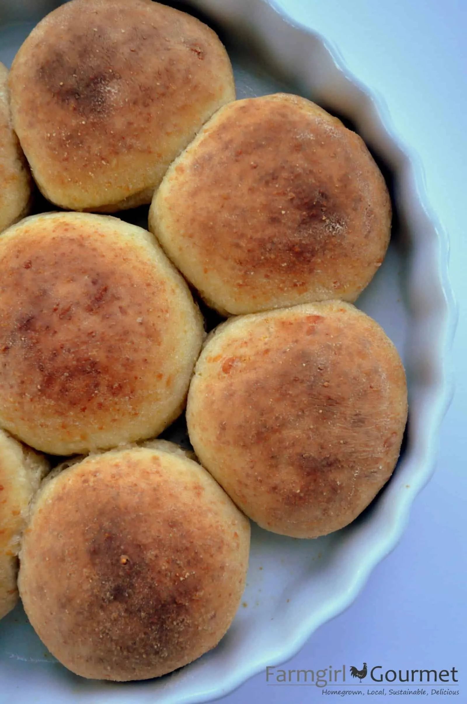 No Knead Cheese Studded Dinner Rolls