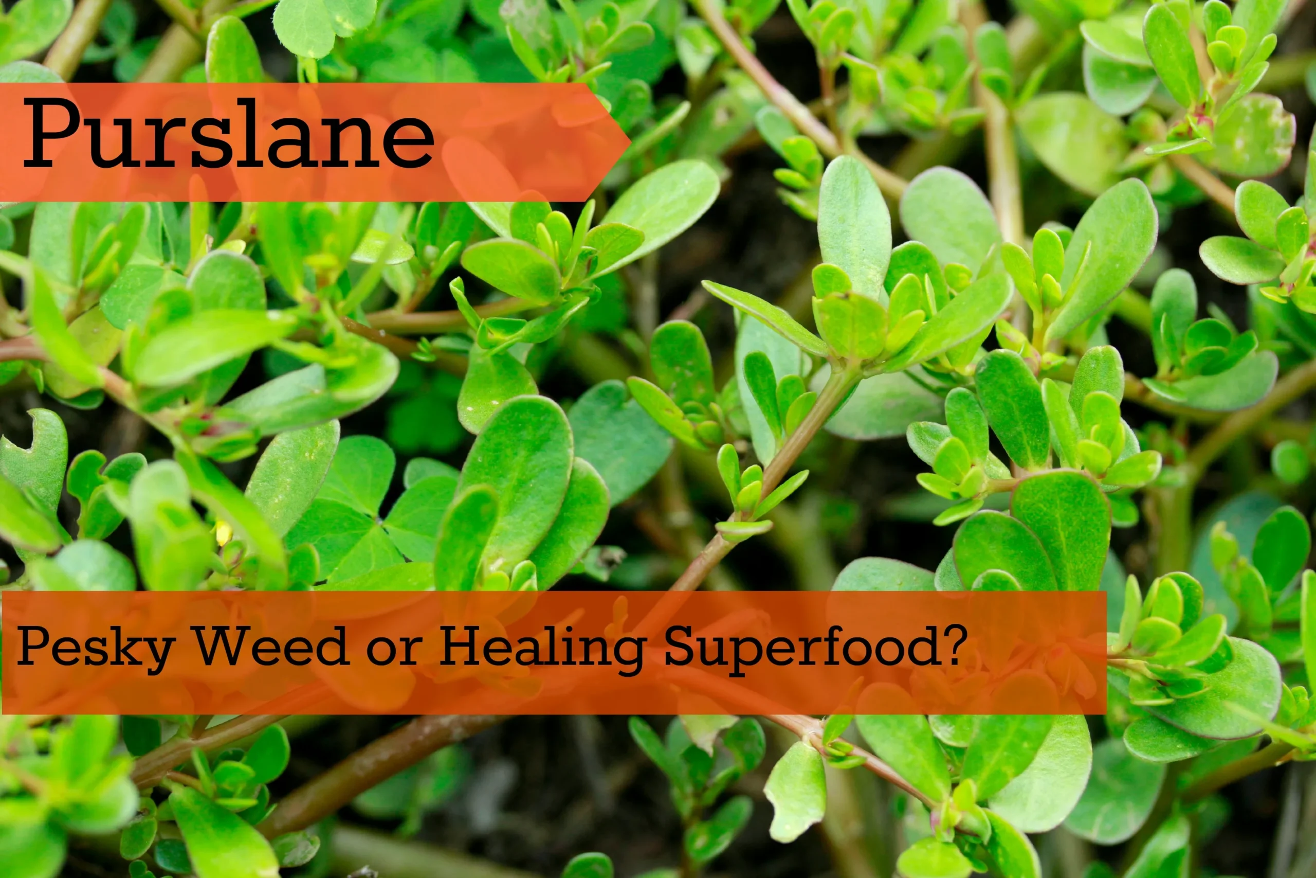 Purslane Weed or Food