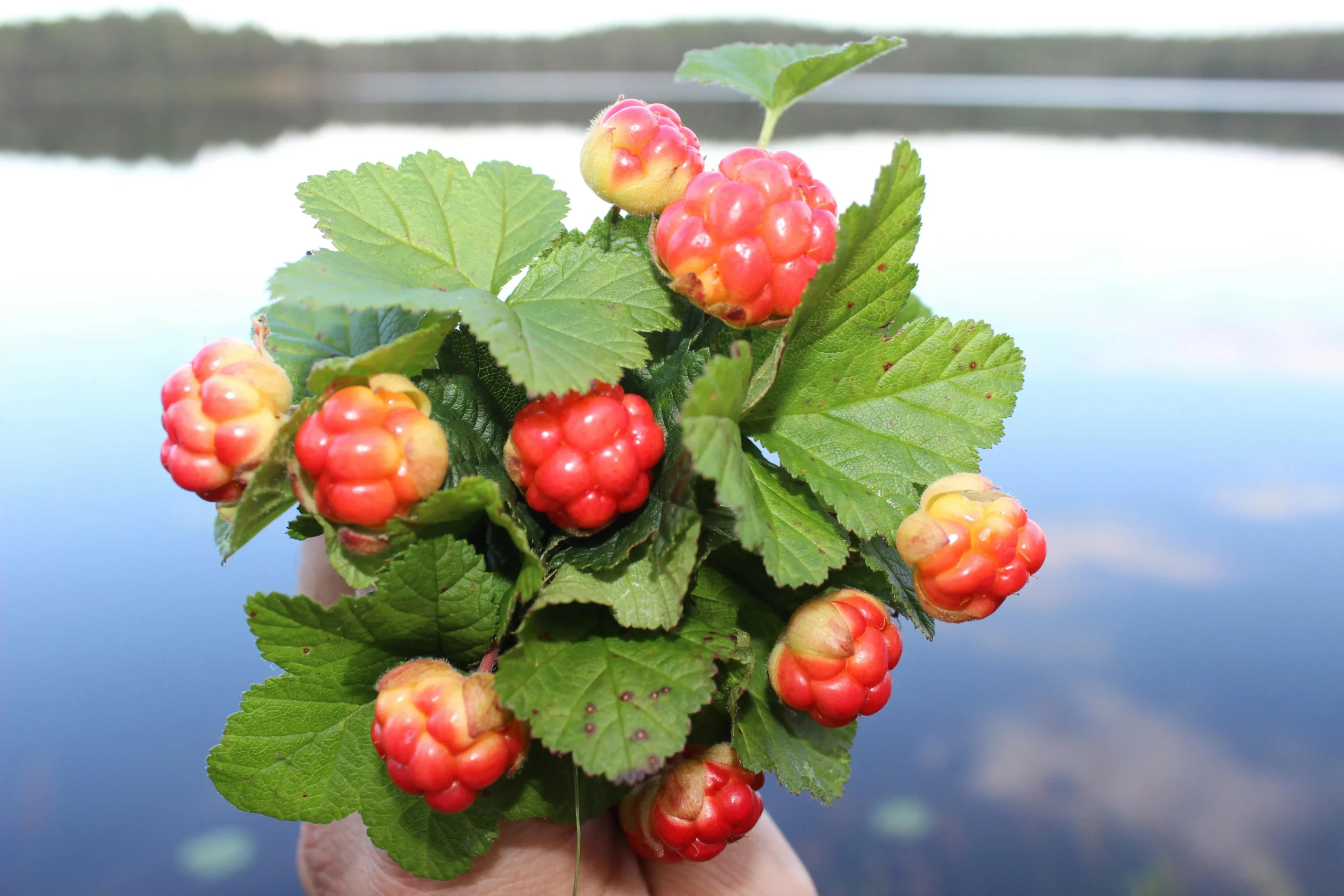 Summer Berries in a Cloud